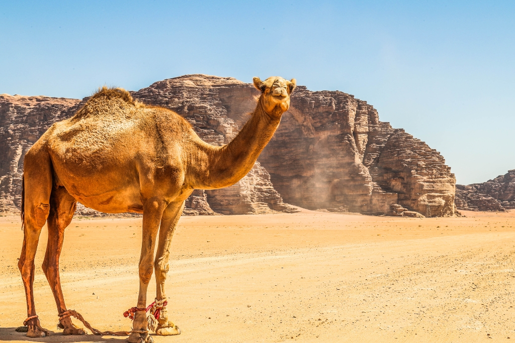 Visit & Stay in Jordan